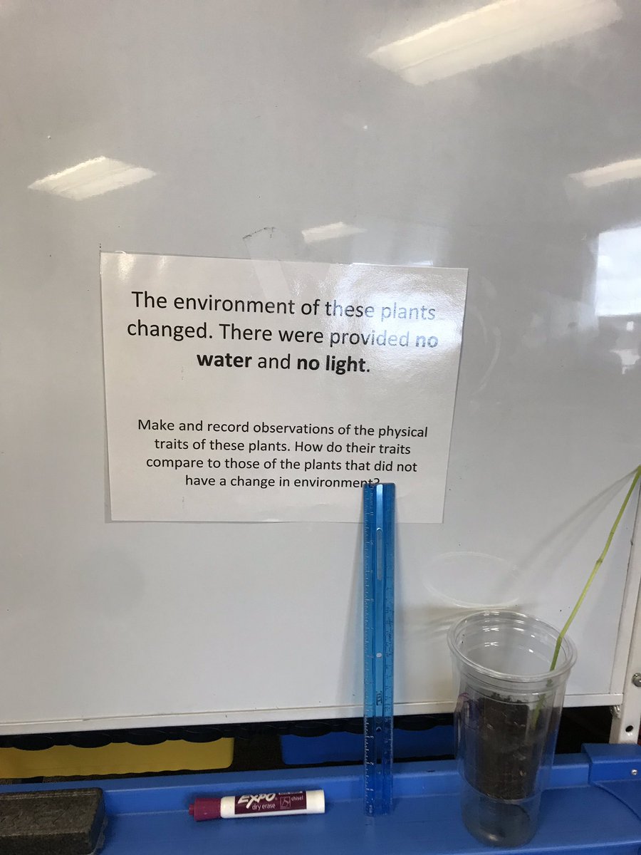 MrsTrodden's tweet photo. Science investigation: Will environmental factors affect the traits (behavioral and physical) of a plant? @HCPSSElemSci https://t.co/rqwTyjqzWT