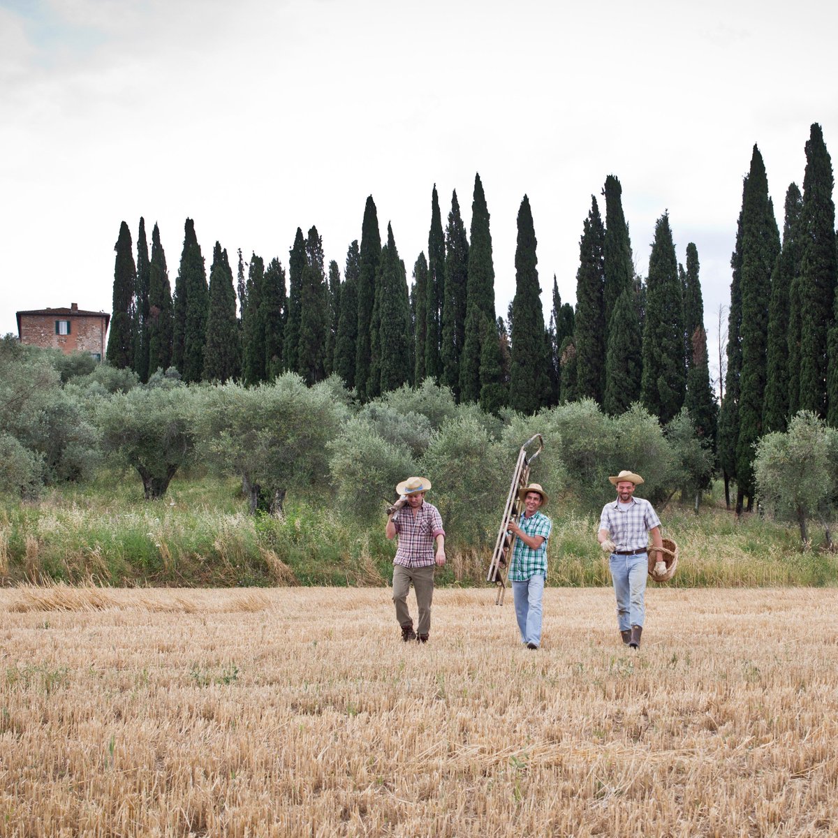 Bellucci_MX's tweet photo. Harvest season is coming! #aove #bellucci #siemprefresco #siempreitaliano #trusttrougthtraceability https://t.co/WQSye7XUjd