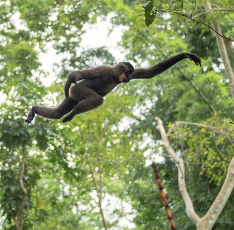 projectchimps's tweet photo. Gibbons are often confused with monkeys, like chimps; but where chimpanzees are in the “great apes” family, gibbons are “small bodied apes.” Our Caregiver Aide Samantha did her master’s thesis at @CentralWashU on gibbons! Pic from @PrimateAware Happy #InternationalGibbonDay #apes https://t.co/rv02j3Zfnr