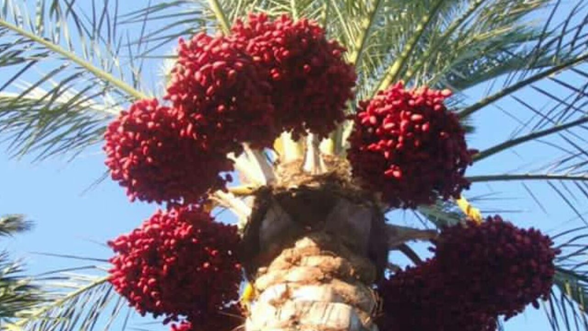 memo269's tweet image. منظمة الأغذية التابعة للأمم المتحدة «الفاو» أعلنت اليوم أن #مصر تحتل حاليا المركز الأول عالميا في إنتاج التمور والبلح بـ1.4 مليون طن سنويا