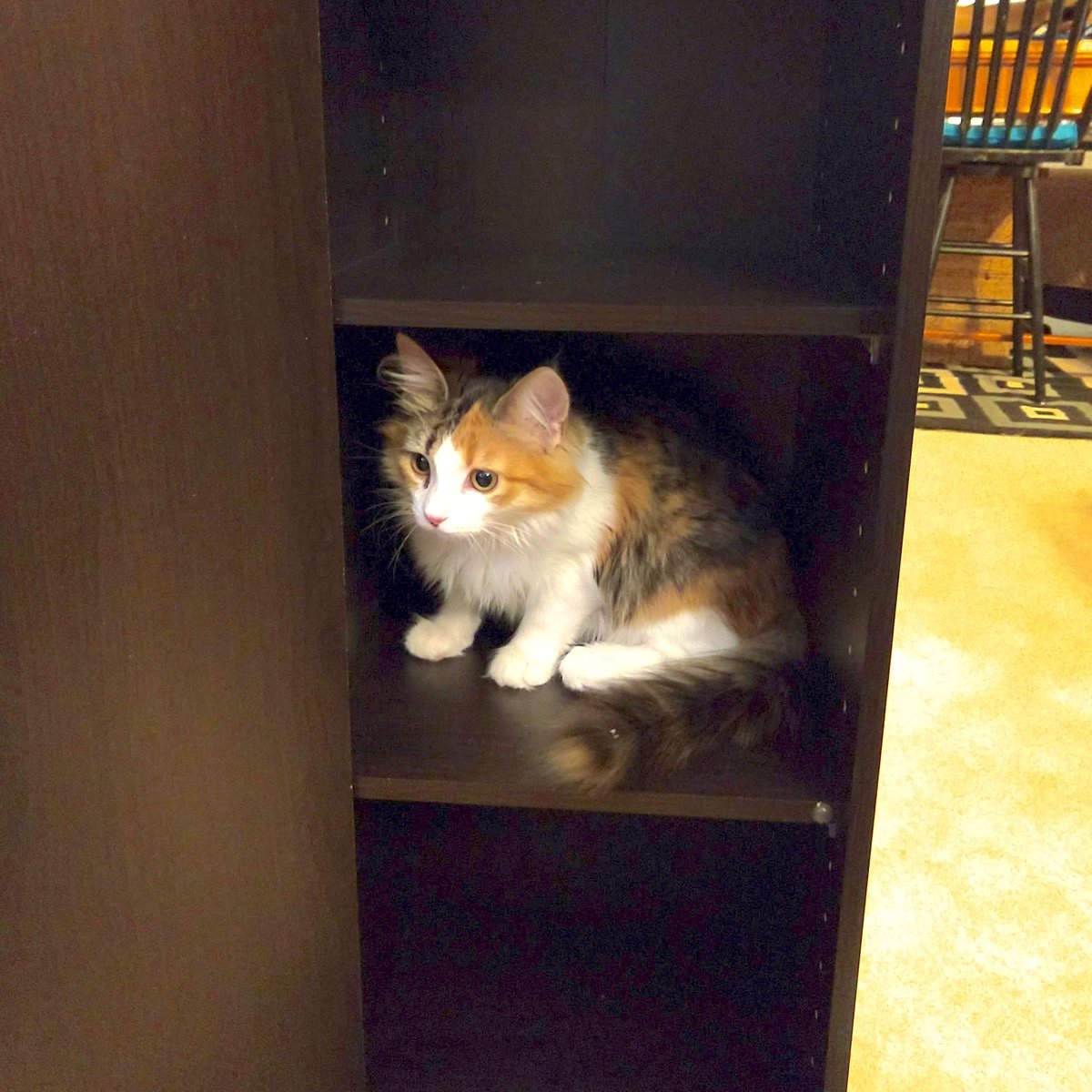 FairlyLegitim8's tweet photo. Hey everyone, it's been a while since we've posted anything. Sorry! Truth is, we haven't done much cosplay stuff since DragonCon. BUT! We're converting our shed into a cosplay workshop, so here's a pic of our kitty Spooky helping us with the new furniture we're putting in there. https://t.co/p06GDHOPI9