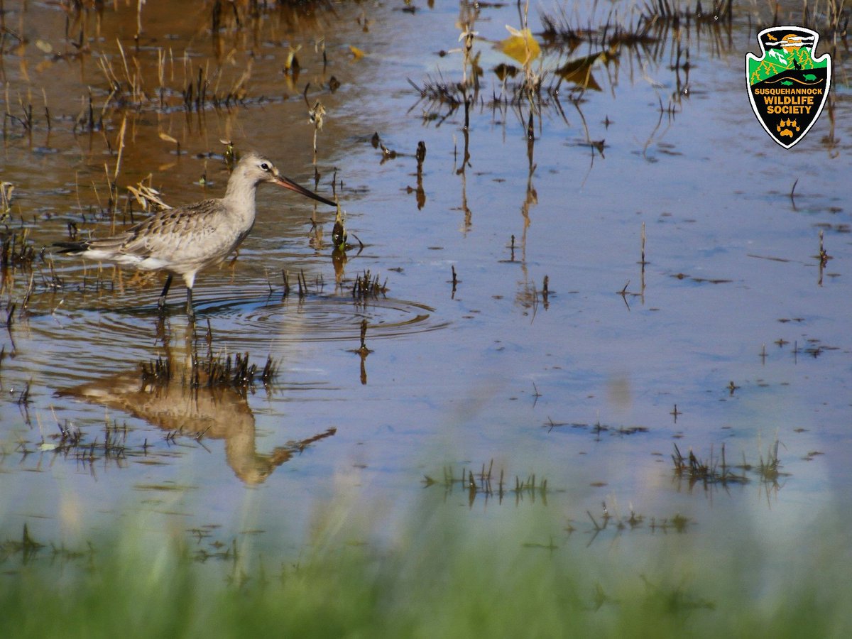 SuskyWildlife's tweet photo. One of our favorite things about this time of the year is that you never know what birds might show up to our region that don't expect. This Hudsonian Godwit was documented in Harford County for the first time ever this week by Rick Cheicante #birding #harfordcounty #countyrecord https://t.co/HNsSUC7L17