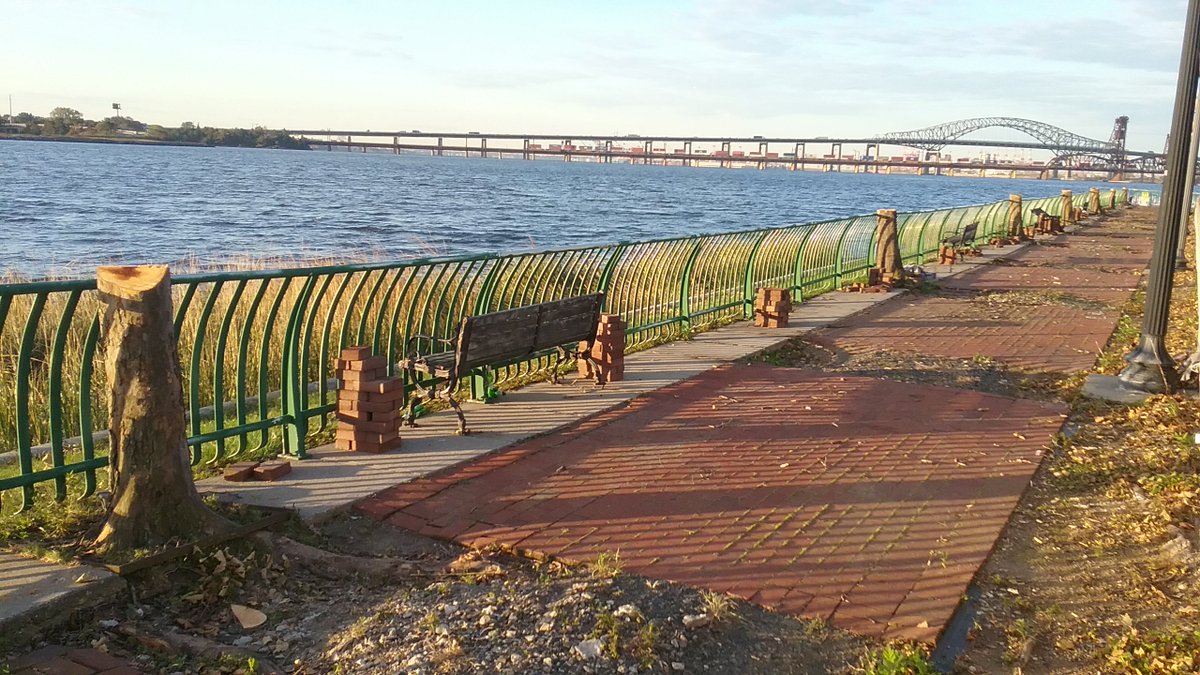 Arlene_the_Tree's tweet image. Only 5 of the 84 Shelterbelt trees remain, and they will probably be gone by tomorrow.  Come to the JC Council meeting tonight (10/24) at 6PM at City Hall - 280 Grove Street.  Join all the Friends in support of environmental advocacy for Jersey City. #trees #treespeech