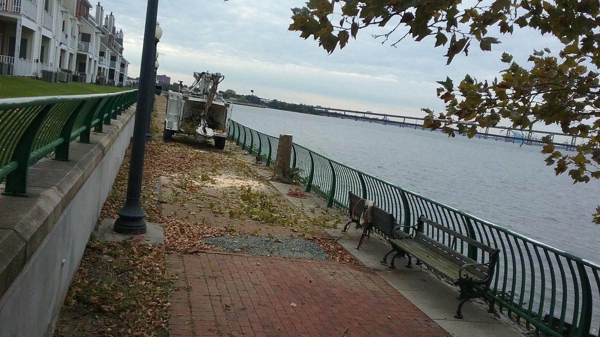 Arlene_the_Tree's tweet image. Only 5 of the 84 Shelterbelt trees remain, and they will probably be gone by tomorrow.  Come to the JC Council meeting tonight (10/24) at 6PM at City Hall - 280 Grove Street.  Join all the Friends in support of environmental advocacy for Jersey City. #trees #treespeech