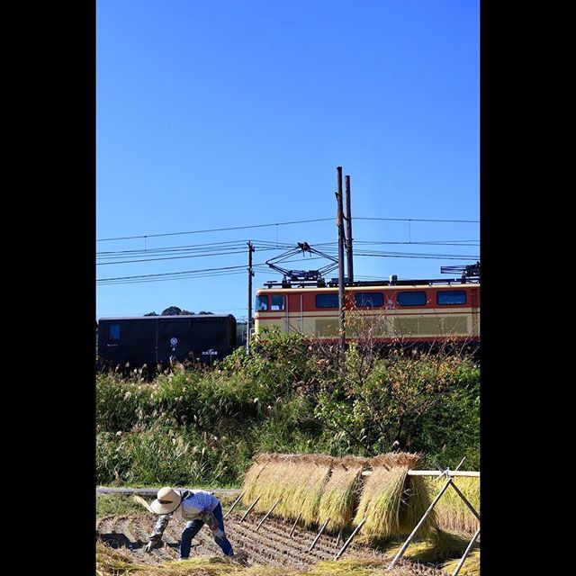 kawane3939's tweet photo. 稲刈り日和
#フェスタ返却回送
#西武e31形電気機関車 #E34
#DD206 #cワフ4 #クハ604 #スロフ301
#大井川鐵道 #大鐵 #大井川鉄道
#井川線 #回送 #回送列車
#oigawarailway #shizuoka
#japan #japanrail https://t.co/5Lw4TuQdbi