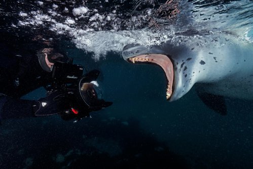 bykenarmstrong's tweet photo. How cool to be a @natgeo photographer, I sometimes think, before seeing a photo like this
https://t.co/eicpkvXBHS https://t.co/vKz8UCH0j5