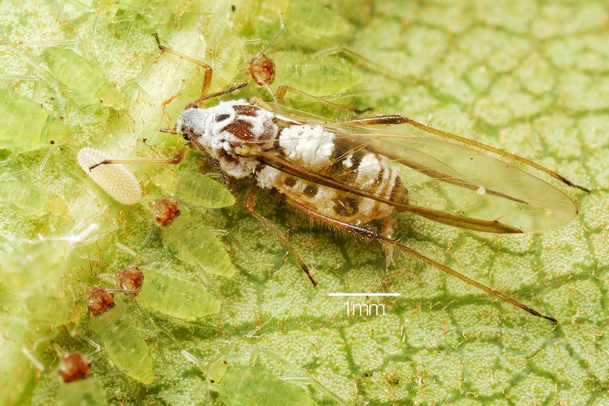 Mouuuusa 大きなのはナシミドリオオアブラムシの有翅胎生雌虫でしょうか そして季節から有性世代産出虫 幼虫の頭の色の違いは雄雌 ヒラタアブの卵も Laowa 25mm の 2 5倍 深度合成しました