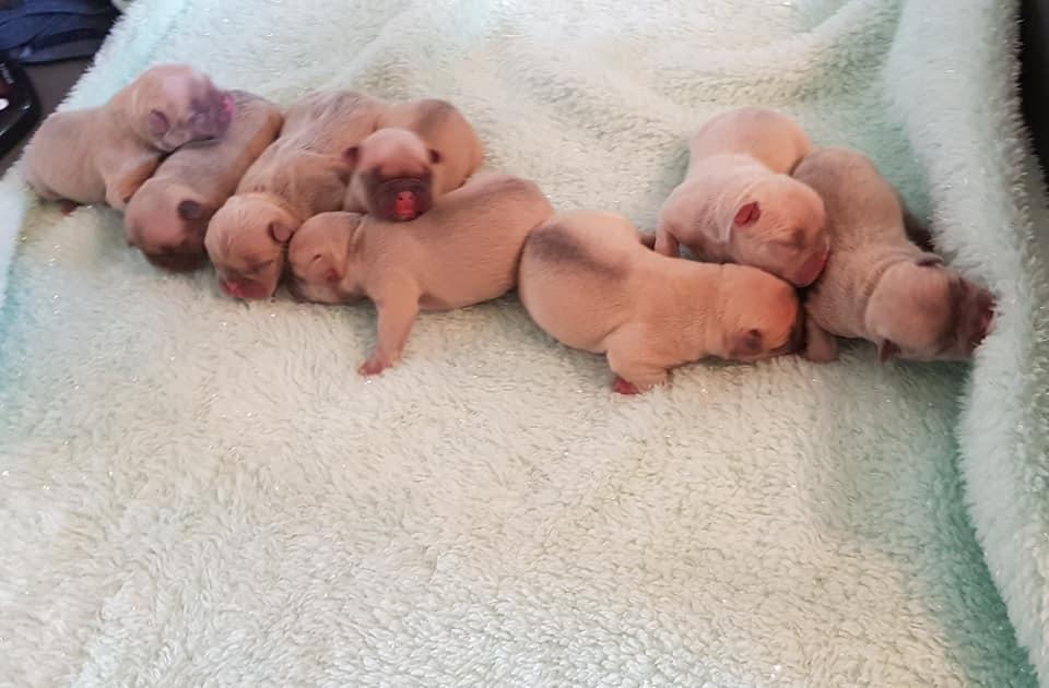 A litter of one-day-old puppies were stolen in an armed robbery in Stretford. They need to be reunited with their mum urgently. Do you have any information to help find the puppies and get them home safe? If so, please get in touch with police. goo.gl/QgbXti