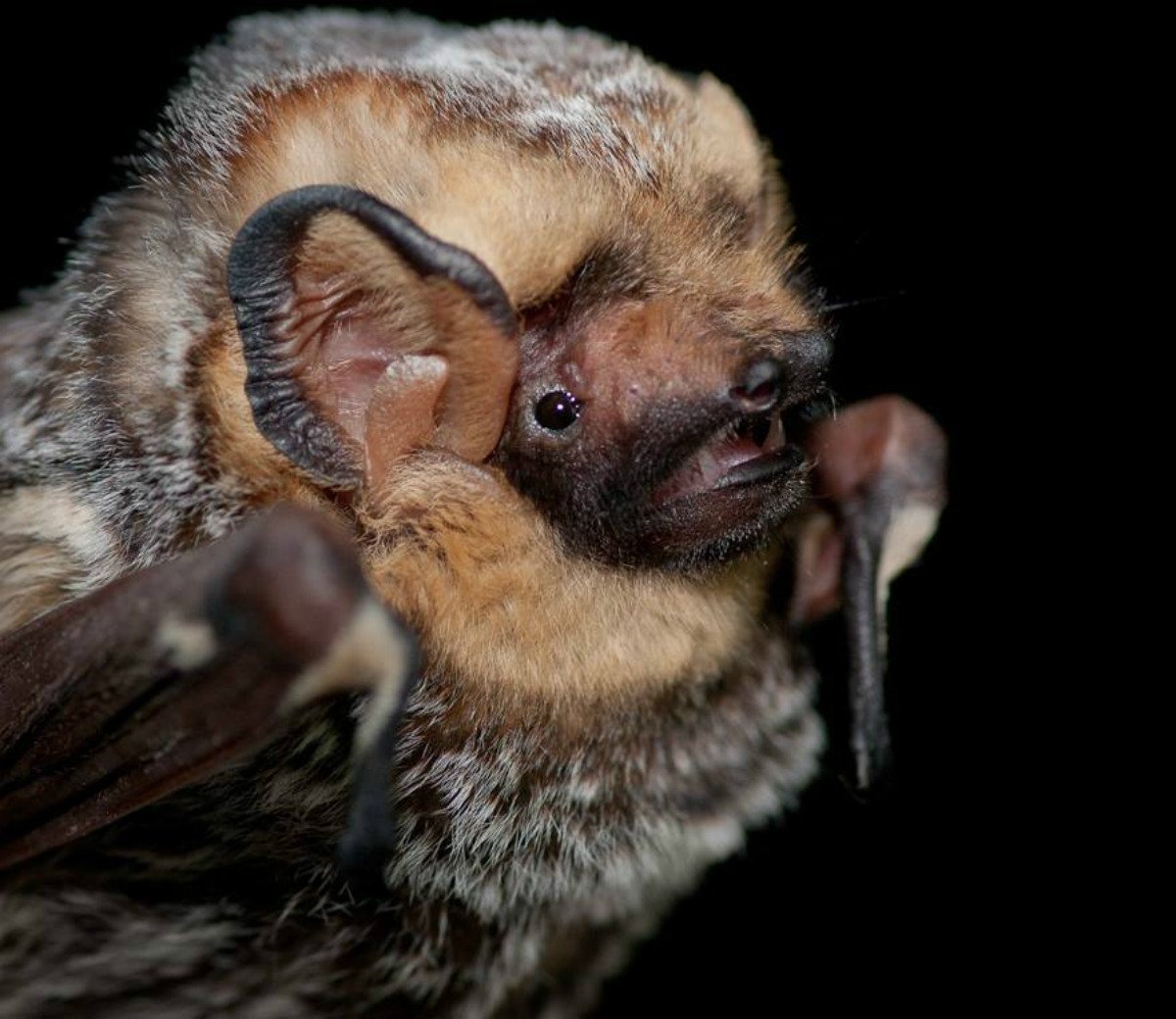 Often misunderstood, bats are crucial to our planet. They provide essential pest control, pollinate our plants and disperse seeds for new plants and trees. #Batweek is a great reason to celebrate these awesome animals! 

Photo: Hoary bat by <a href="/NatlParkService/">National Park Service</a>