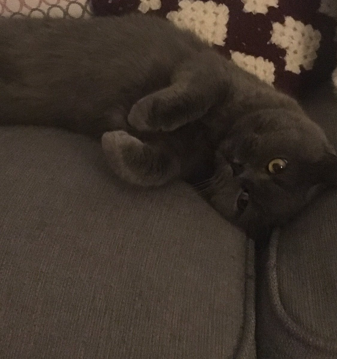 CatejewellCate's tweet photo. Thank goodness for this one #iris #felinefriend #emotional #britishblue #shesagirl #whenneeded #toughtime #felinegoodness 🐱❤️ https://t.co/zKUYABG88W