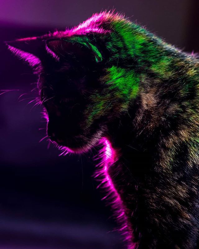 jjdarling's tweet photo. Midweek Kitten Relief: Stylin' & Profilin' edition #mwkr #mmkt https://t.co/1CNkm4bIig https://t.co/7QWxwt85KI
