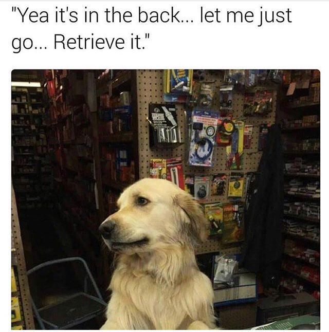 #doggy #caninehumor #retreivers
