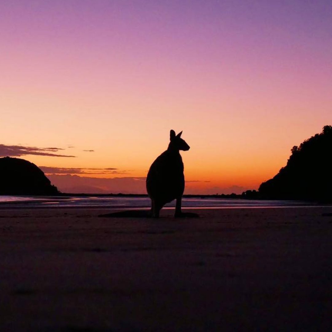 Australia's tweet photo. When the light is this good, you’ve simply gotta pose for a photo! 👌🏻 

(via IG/melissa_hh93 in @queensland's #CapeHillsborough) #seeaustralia https://t.co/dQTHM4inkD