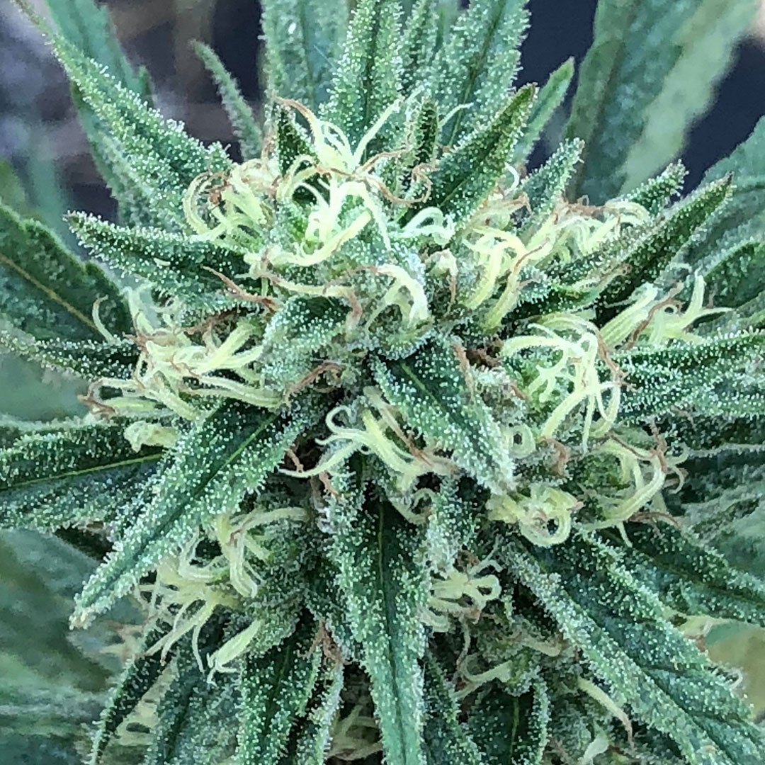 Weedguide tweet media