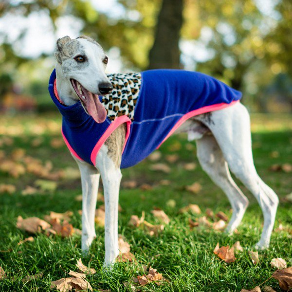 Hello-Ween! A 20% off Snugly Fleecy Special on our New Special Edition - eepurl.com/dLkVxo