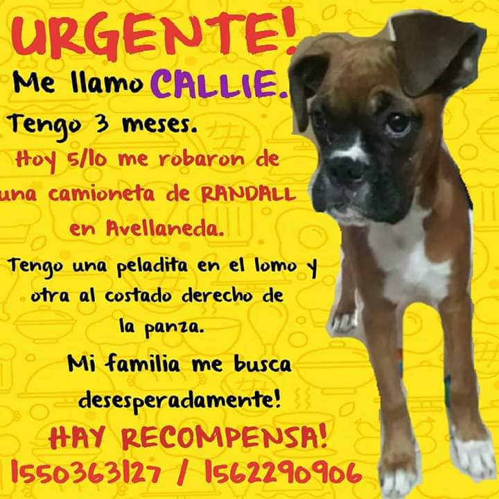 BuscoAMiBoxer's tweet photo. @sanmarza64 @zoesita54 @DchoAnimalUBA @Mel_Lezcano @matildablanco @dzapatillas @conderigoli @rosanacronicatv @MarceBanios @cronica @todonoticias @telefenoticias @telenueveC9 @telenoche @A24COM @MarianoOses Poe favor difundir!! #RT https://t.co/cI1yD76KjI