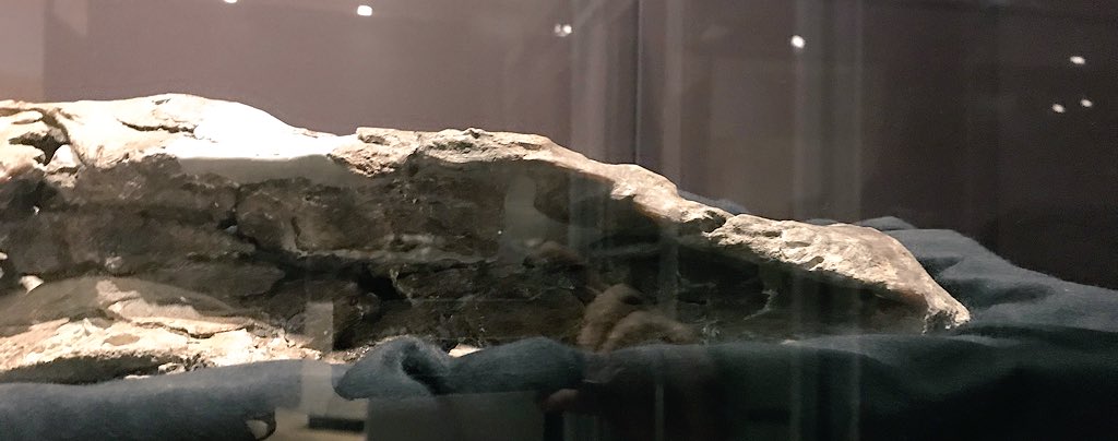 #NMMNH P-50000
各部位のクローズアップ
吻側、眼窩周り、鱗状骨、上顎骨(腹面)