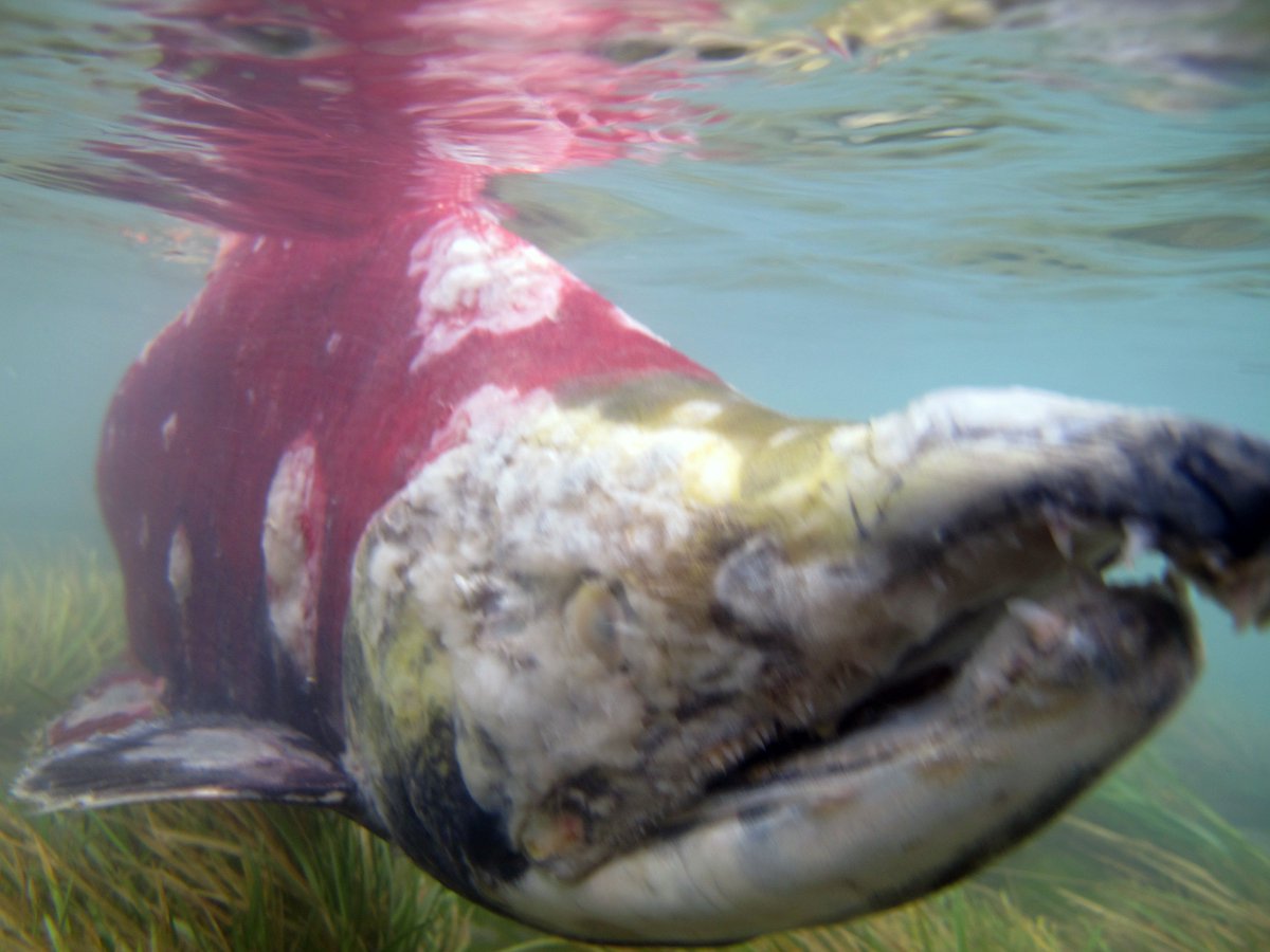 Dr Katrina Liebich on Twitter: "I'm working up a Halloween story on