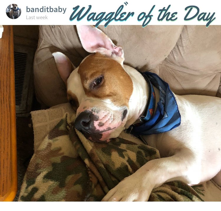 Our latest Waggler of the Day understands the importance of a good cuddle-slash-snoozle. Thanks for the pro tip, Bandit!

Want to see even more adorable puppers? Download Waggle's app: bit.ly/wagglingapp #WoofWednesday #WednesdayWisdom #dogs #puppies #pets #sleepy