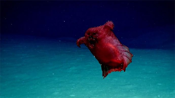ICYMI yesterday, there is a story about a creature that is an amalgamation of our games, #happysalmon, #funkychicken, #monstermatch, #evolution, #oceans - 'Headless Chicken Monster' Spotted in Southern Ocean - bit.ly/2PUU7Tp -> bit.ly/2POmyCy