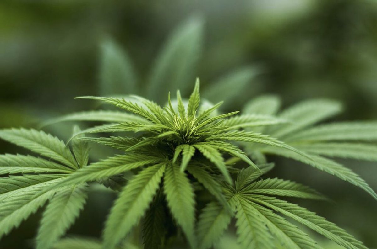 CTFOwithkell's tweet image. Many people are confused over the legality of Hemp because it is not readily available like other crops but it is #legal #knowledge #ctfo #Hemp #Cannabis #cannabiscommunity #cannabinoids #CBD #pesticidefree #nongmo #hempfarm #health #wellness #awareness