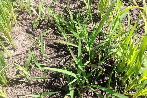 La Asociación Argentina de Productores en #SiembraDirecta lanza una alerta sobre una resistencia al #Glifosato ALS. <a href="/aapresid/">Aapresid</a>
bit.ly/2yZo8KF  @AgrofyARG