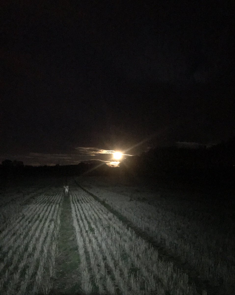 Clairebee26's tweet image. Night time run 🏃🏼‍♀️ &amp;amp; early morning walks #moonlight #cutedogs #cutedogsoftwitter #dundee