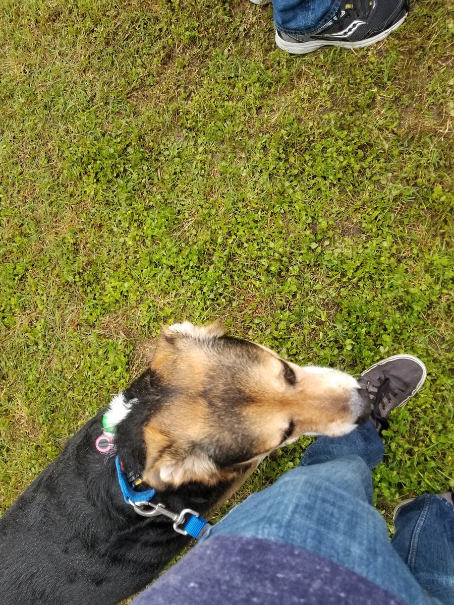 HarvMilkboneATX's tweet photo. I wouldn't let my daddy leave the house today without taking me to see @BetoORourke! 🐶❤

I went on the longest walkie ever in the rain to blockwoof for Beto and my down-ballot human friends, and cheer on all the voters! #ATX #NWATX #Wilco #DogsForBeto #BlueWave #MyTexasVotes https://t.co/uTnMzLVbLs