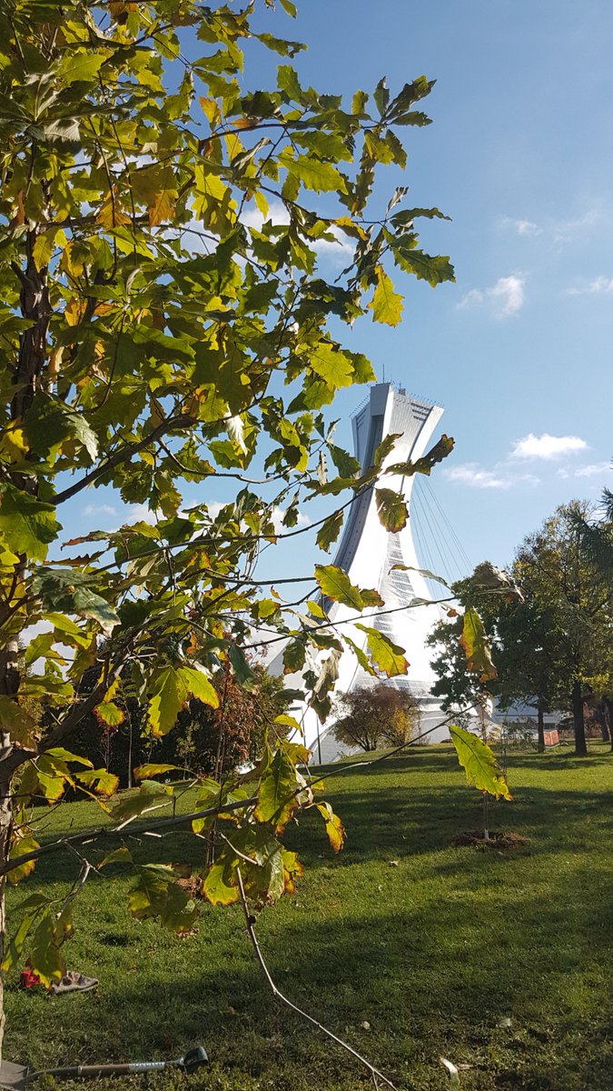 Avec ce 1000e arbre planté sur le terrain du Parc olympique, c’est aussi le cap symbolique des 50 000 arbres plantés depuis le début du Plan d'action forêt urbaine qui est célébré. 
 #montrealvilleverte #AllianceForetUrbaine #plandactioncanopée #foreturbaine