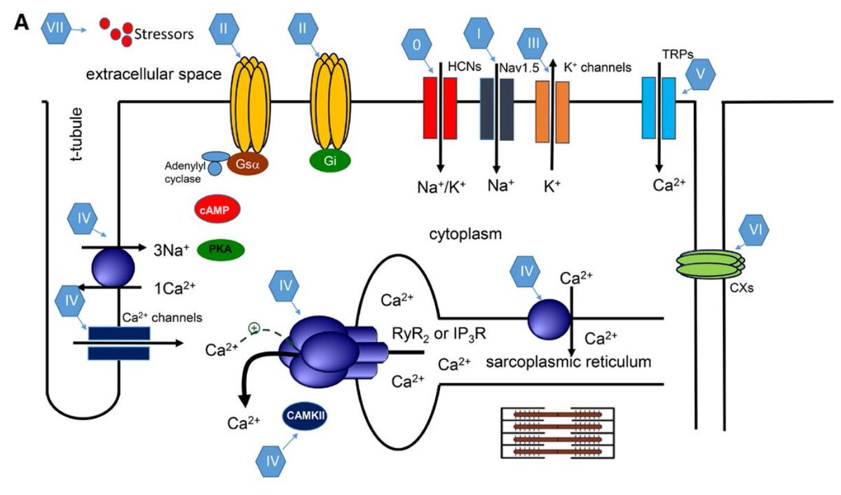 #SystematicReview: A Modernized Classification of Cardiac Anti-Arrhythmic Drugs ow.ly/gope30mlza4