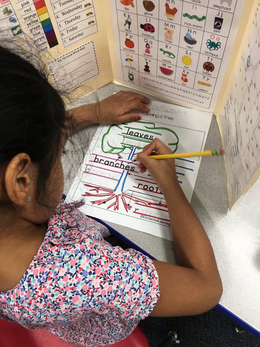 Kindergarten writers connected what we are learning about in science to our writing by labeling the parts of a tree #DolsenThinkers