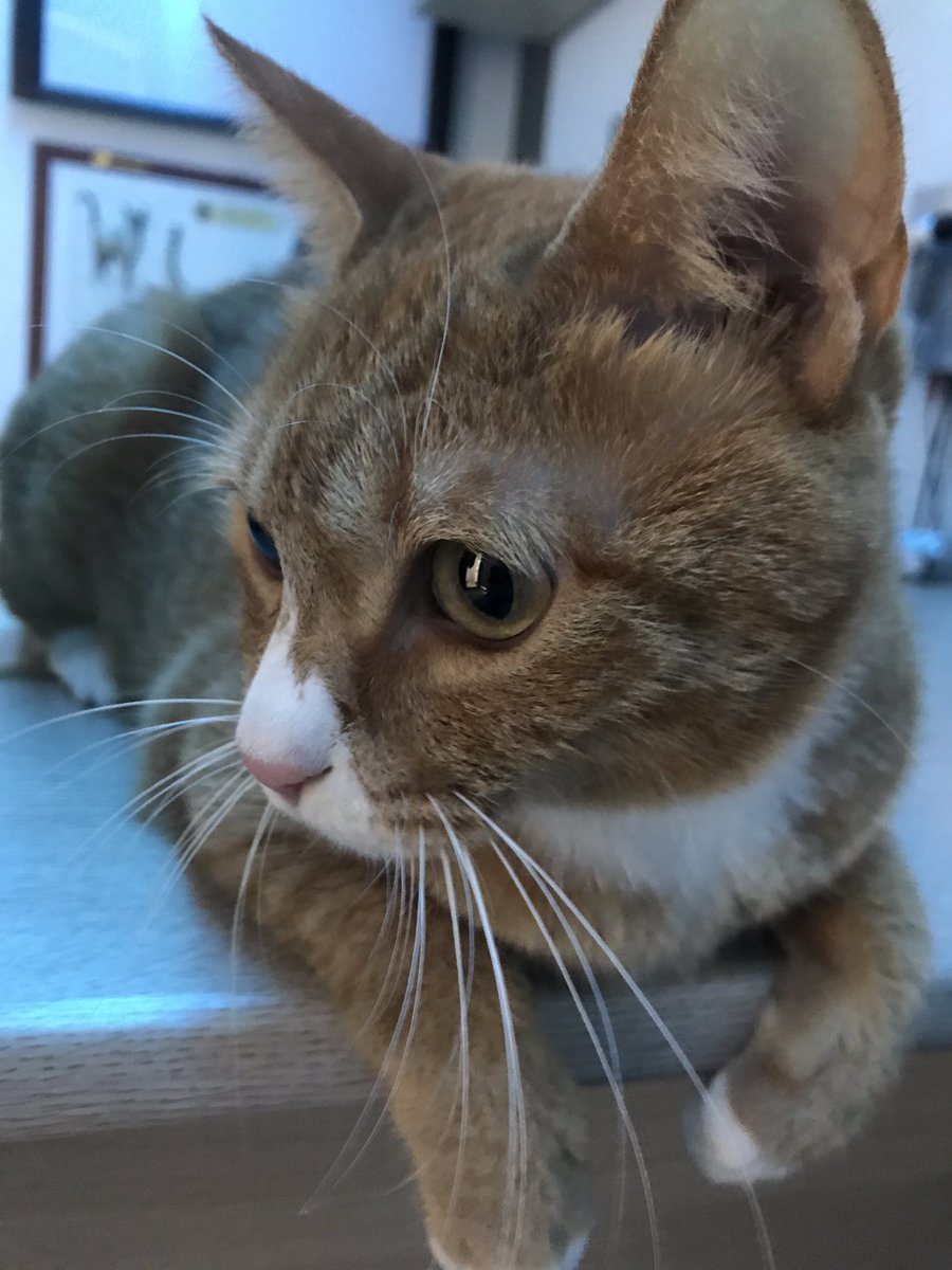 nyangbori's tweet photo. 겁먹어서 책상에 딱 달라붙은 모습 https://t.co/jI1VryzBtu