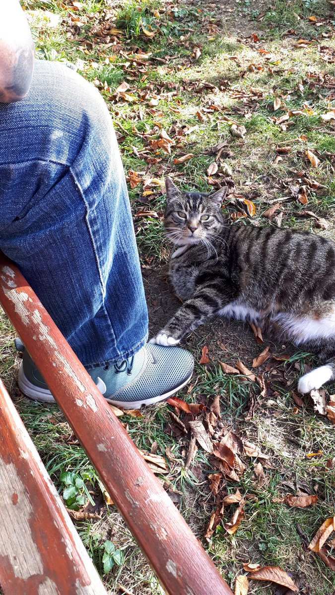 radicalhoneybee's tweet photo. Bench life.

#smallbeauties #SolidDennis #CatsofTwitter #MrRH #MyFavouriteBoys https://t.co/n1jahlOIRJ