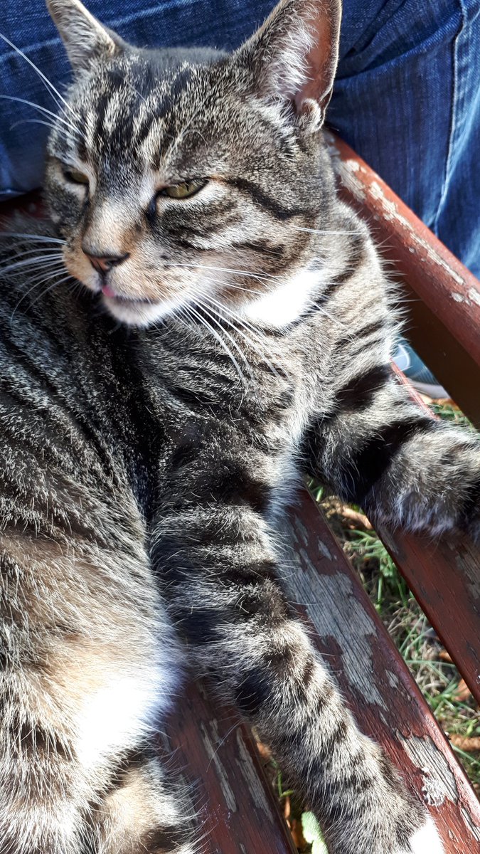 radicalhoneybee's tweet photo. Bench life.

#smallbeauties #SolidDennis #CatsofTwitter #MrRH #MyFavouriteBoys https://t.co/n1jahlOIRJ