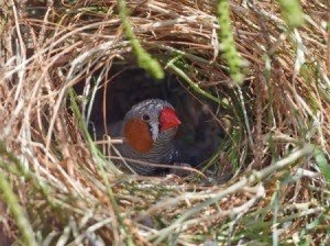 Conservationco5's tweet photo. Zebra finches use information from their neighbours when deciding where to nest, choosing to nest near to neighbours at a similar stage to them 🐦 #finch #birds #wildlife #Nature #zebrafinch https://t.co/qiy4lkYtZW
