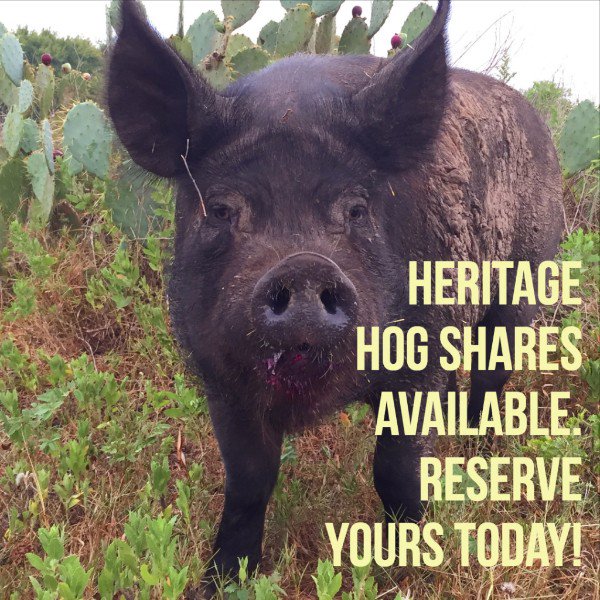 Heritage hog shares available - mailchi.mp/f5d63a880201/h…