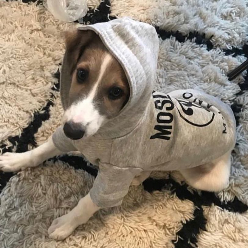 moschino dog hoodie