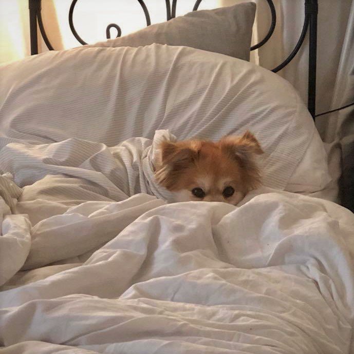 yeahimtheo18's tweet photo. "Sometimes that shark, he looks right into ya, right into your eyes. Y’know, the thing about a shark, he’s got lifeless eyes, black eyes, like a doll’s eyes.” #yeahimtheo #jawsmovie #jaws #jawsquintspeech #pomeranian #pom #pomeranians #pomeranianlove #pomeranianlovers #poms https://t.co/nKwo7RHnPJ
