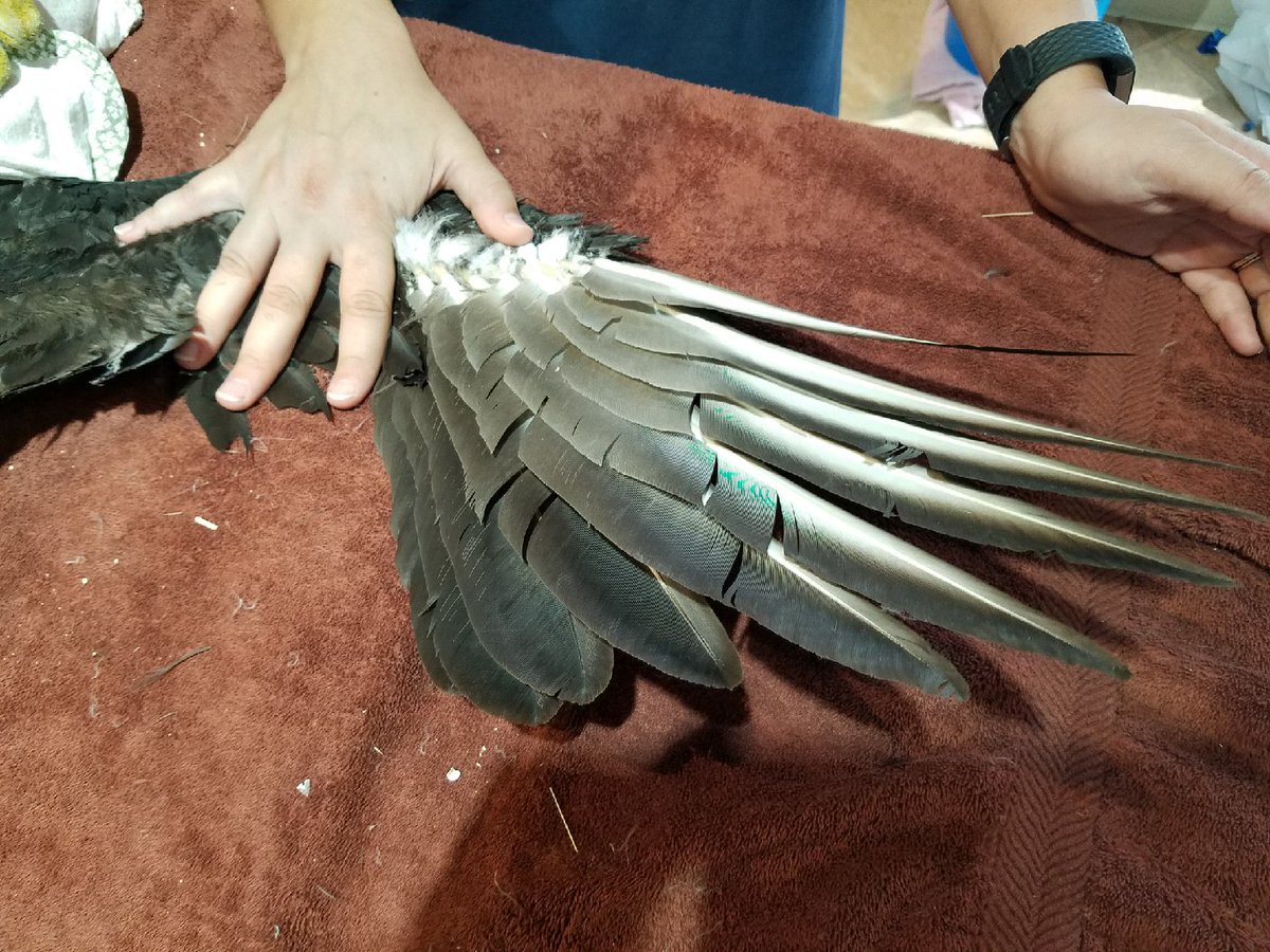 Blackland Prairie Raptor Center tweet media