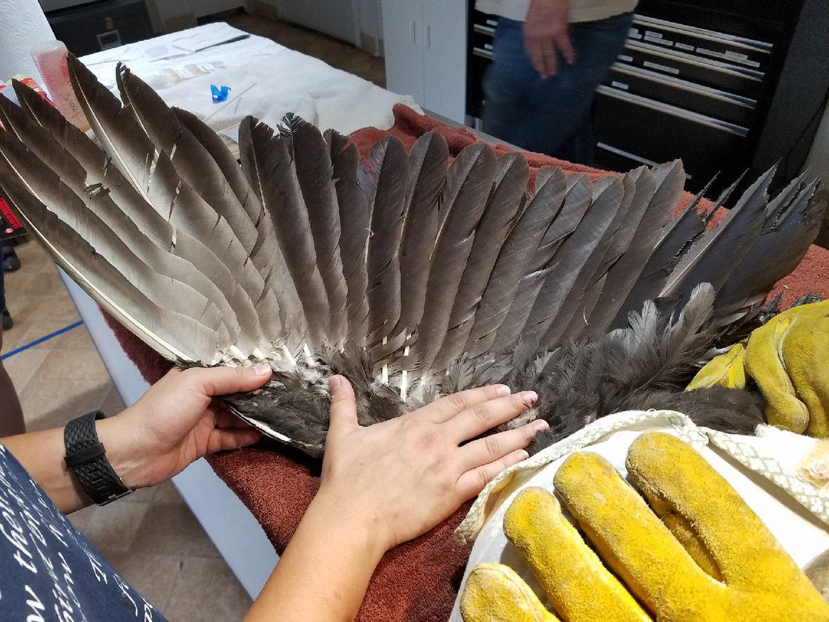 Blackland Prairie Raptor Center tweet media