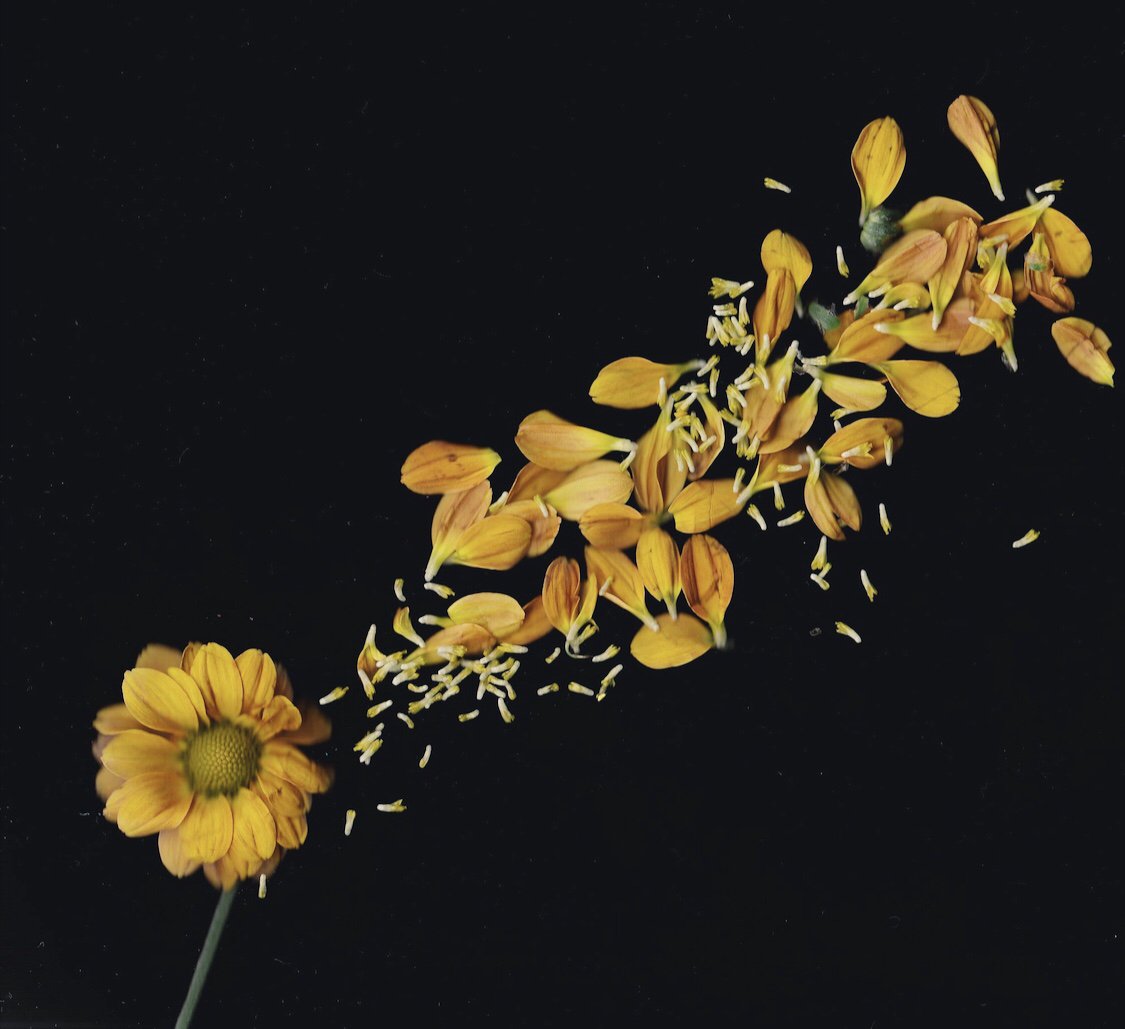 GHS Photography (@ghs_photography) on Twitter photo Beautiful botanicals byArt 3 Photo <a href="/GHS_PIRATES/">Granbury High School</a> Victoria Smith, <a href="/Emmy_Heath/">emmy 🦋</a>, and Savannah Smith <a href="/granburyisd/">Granbury ISD</a> <a href="/GranburyArts/">GranburyArtsAlliance</a> Beautiful botanicals byArt 3 Photo <a href="/GHS_PIRATES/">Granbury High School</a> Victoria Smith, <a href="/Emmy_Heath/">emmy 🦋</a>, and Savannah Smith <a href="/granburyisd/">Granbury ISD</a> <a href="/GranburyArts/">GranburyArtsAlliance</a>
