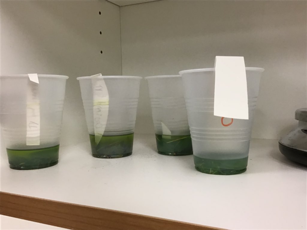kcteach93's tweet photo. @OTMSTigerPride Just can’t get these kids to leaf me alone!! 🍁🍂 #leaflab #OTBeGreat https://t.co/WGSjQp51YR