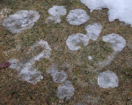 Ever wonder about the impact of rainfall and warm temps on efficacy of snow mold fungicides?  Check out this latest #GST Talking Turf:  bit.ly/TT_10222018