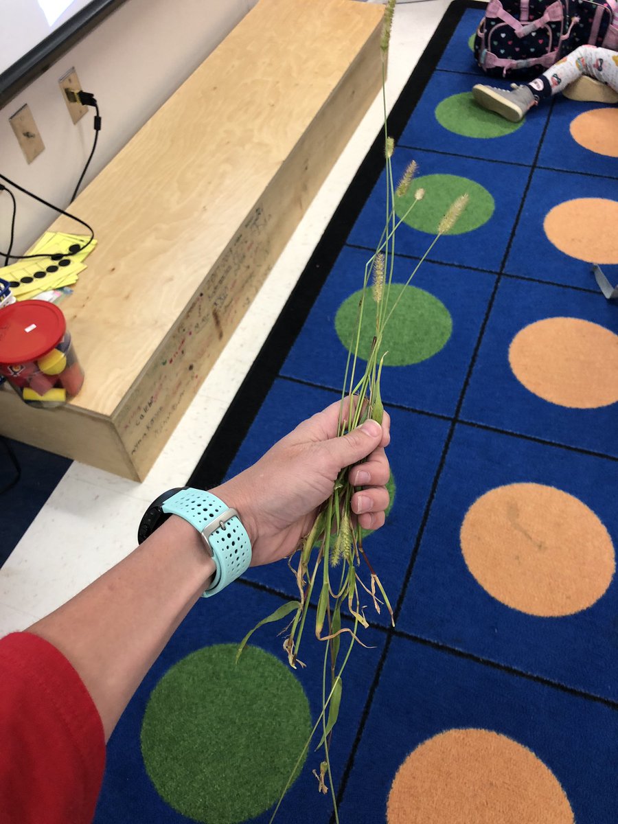Caitlinhm29's tweet photo. Just another reason I absolutely love my job.  One of my sweet students enthusiastically whipped these out of his book bag for me today. “Mrs. Morris I brought you flowers today!!”  😂😂Love my sweet kindergarten kiddos. ☺️ #ALLmeansALLMCSS https://t.co/qmylzDl95k