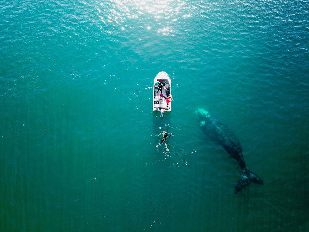 today_tasmania's tweet photo. An incredible pic of a Southern Right Whale just off King Island thanks to King Island Dairy who says 🐳 Our team member, Richard, captured this breathtaking moment in the pristine waters off The Blowhole on the east coast of King Island. Incredible! 🐋 #Tasmania https://t.co/8LL7AonuoQ