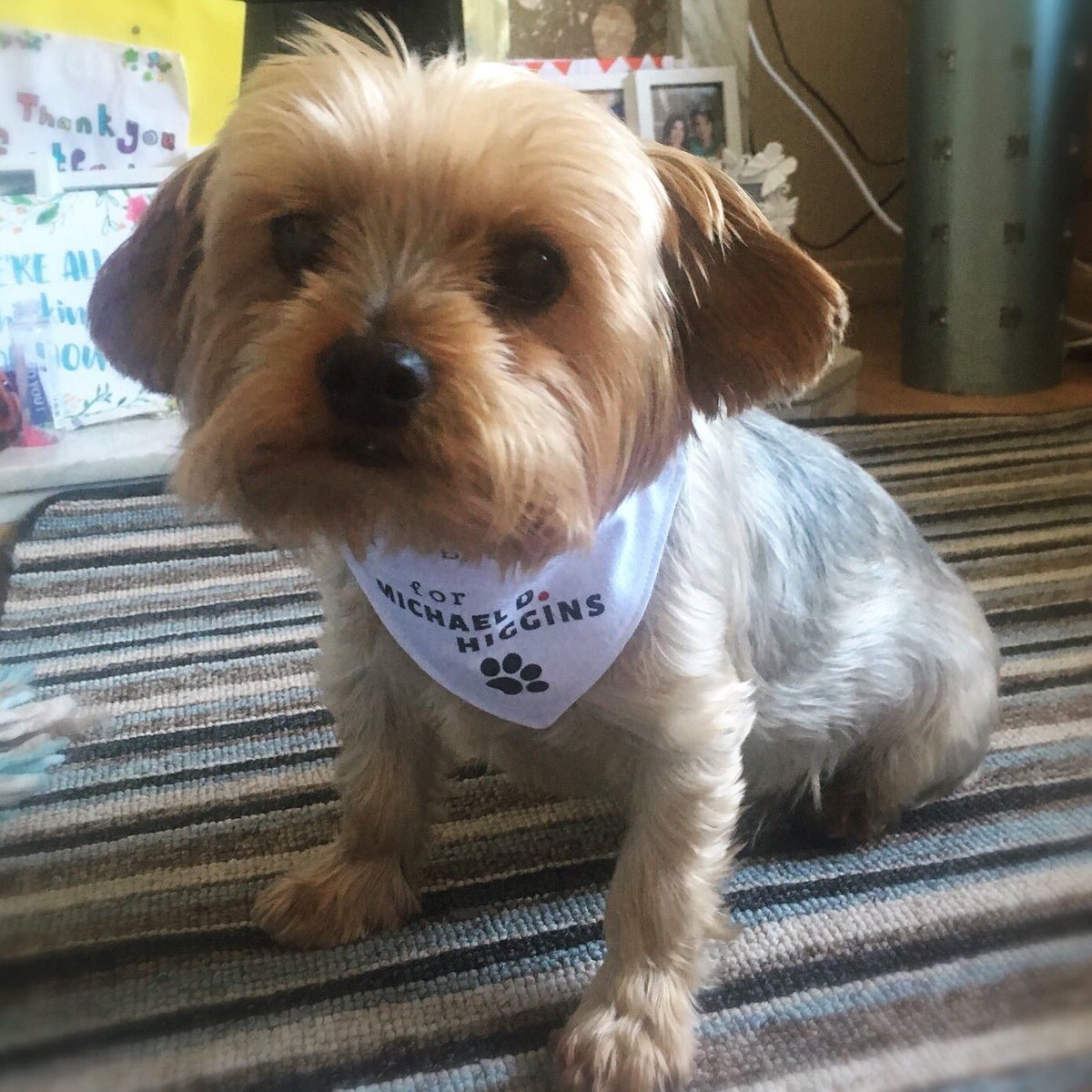 DogsForMichaelD's tweet photo. Have you made your plan to vote on Friday? I’m going with my pawrents and we plan to meet up with Milo and his Mom #VoteMichaelDNo1 🐕🐩🐾 🗳 #GetOutTheVote #plantovote #dogsformichaeld  📷: @creggie82 https://t.co/i84epTj7KP