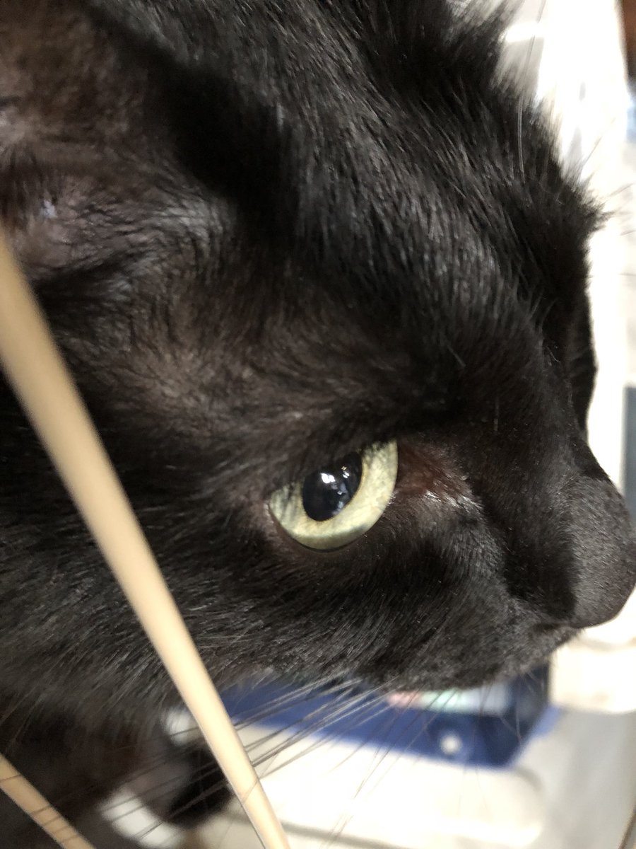 Etiqueta 黒猫美しい En Twitter
