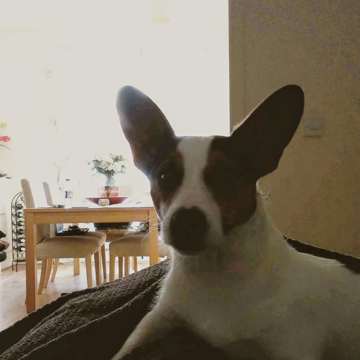 fruitbatwalton's tweet photo. Deal with the bad schizzle in a most excellent manner π€π€ stay frosty like Brian our dog does...stay level and Tubular fellow Dudes and dudettes... Love to y'all from Brian and me the #SignificantHuman from here in #Kirkcaldy this week #MonTheRovers #StreetsofRAITH @RaithRovers https://t.co/xXm7tMJ5Cz
