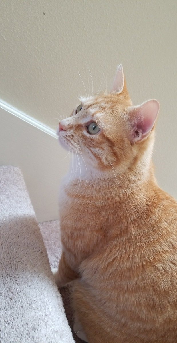 ArloweCat's tweet photo. My hoomins are at @WaltDisneyWorld again, but my loving Uncle Edwin is here and he sends my mom @ksgirlblog cute photos of me! #iwanttobeadisneycat #takemetodisney #orangecat #arlowe #arlowethecat https://t.co/DonoygKAXD