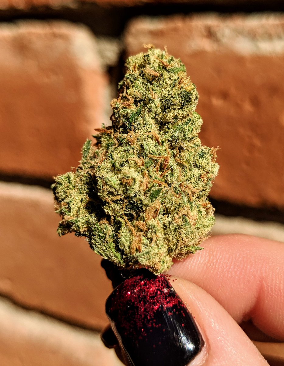 Pastabowl2's tweet image. Jack Herer, a favorite sativa of mine. Super uplifting and good for focus. Really pretty, too. 💚
#cannabis #marijuana #CannabisCommunity